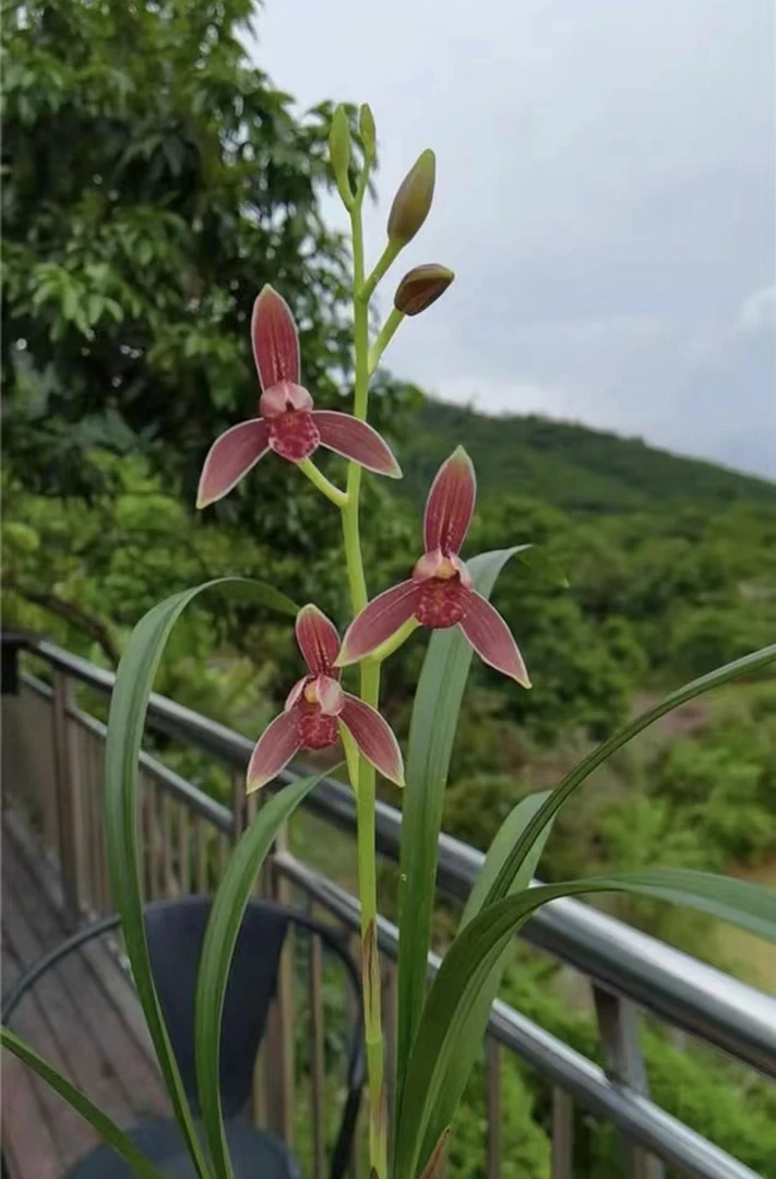 【学元红素】建兰名品 老种3苗 开花浓香，好养意活 对版