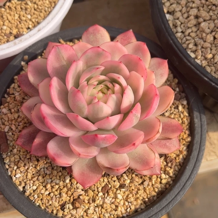 韩水晶 单头 夏鸣园艺