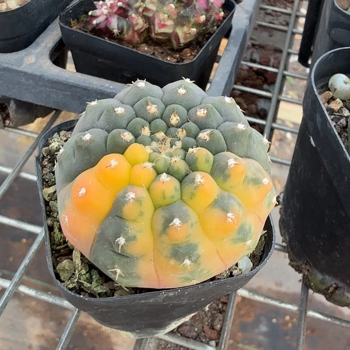 实生瑞昌玉锦5仙人球