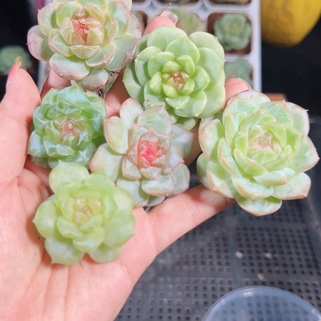 0926-133麦秆优选不包整