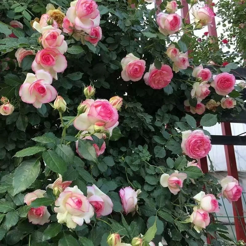 粉色龙沙宝石月季爬藤粉色蔷薇大苗阳台花园庭院室内浓香四季开