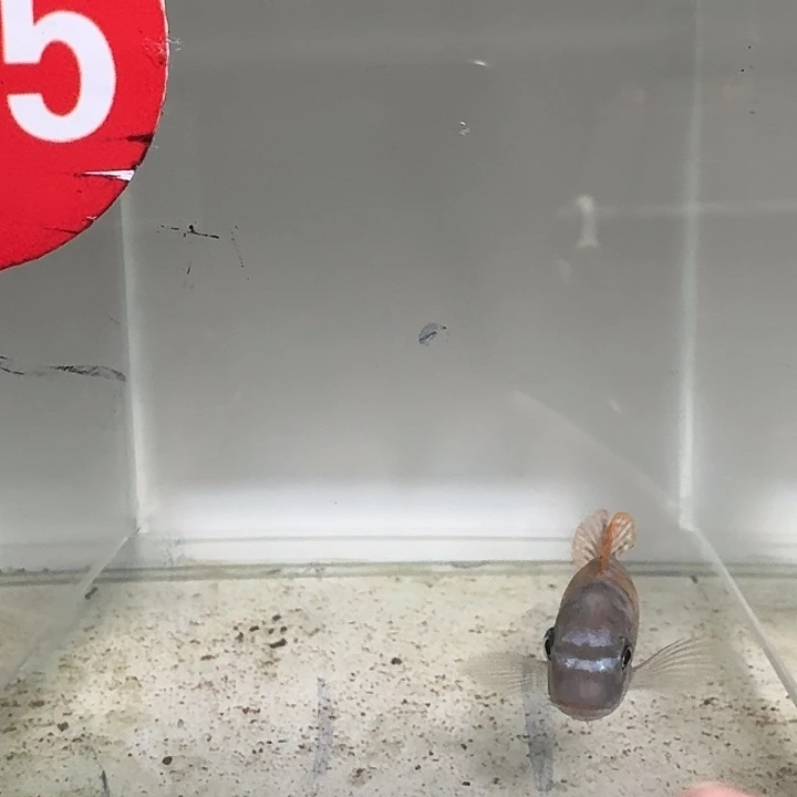 海水鱼215号松比西红花O公