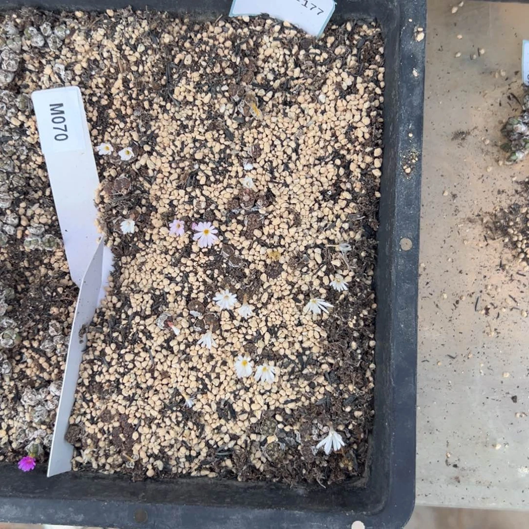 庄***姨19-177m070勋章多肉植物