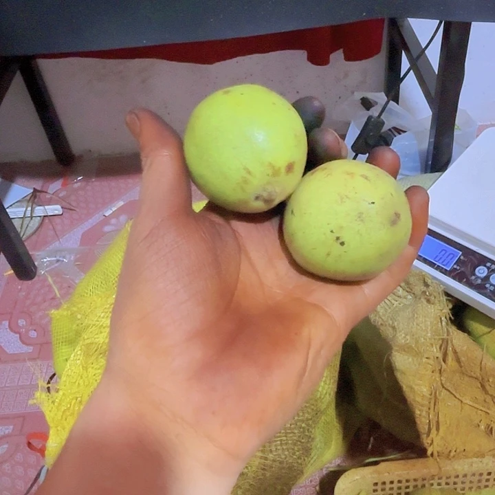 核桃玉龙粗筋，青皮，9.9俩