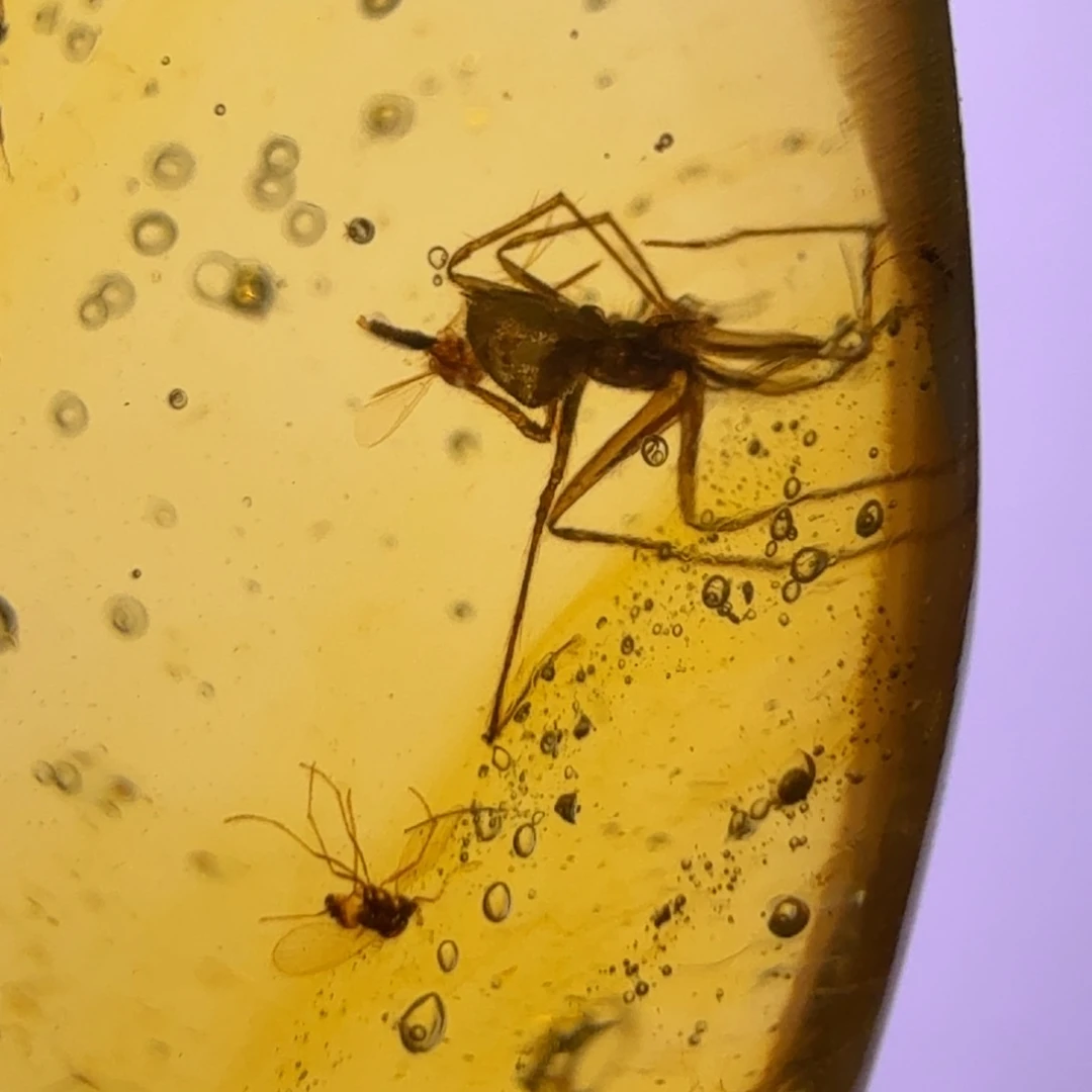 未镶嵌琥珀裸石3号 蜘蛛虫珀吊坠