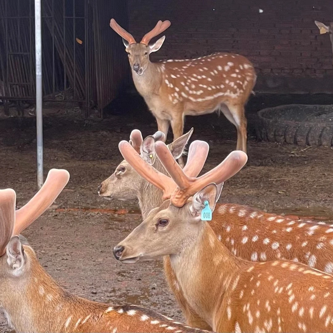 【莹2】东北长白山鲜茸直播间实物为准