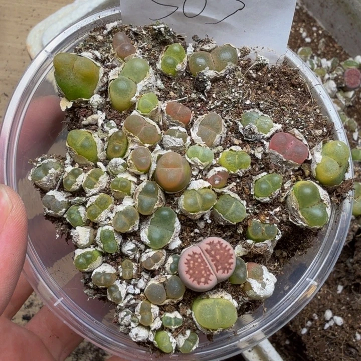 多肉植物的生长583