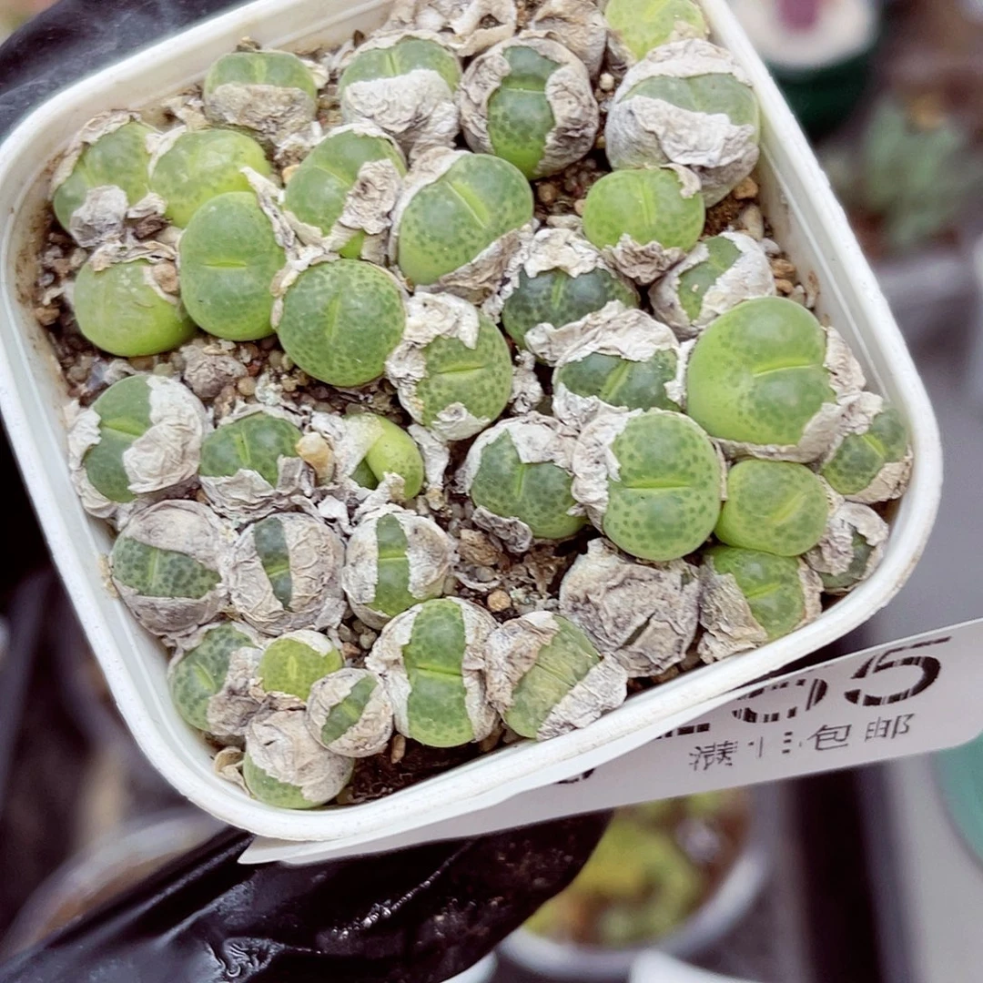 生石花满18包邮0926-255