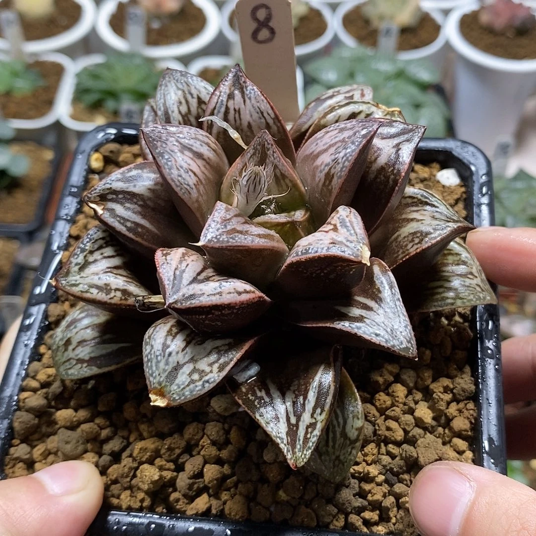 8印加玫瑰哈哈哈哈哈