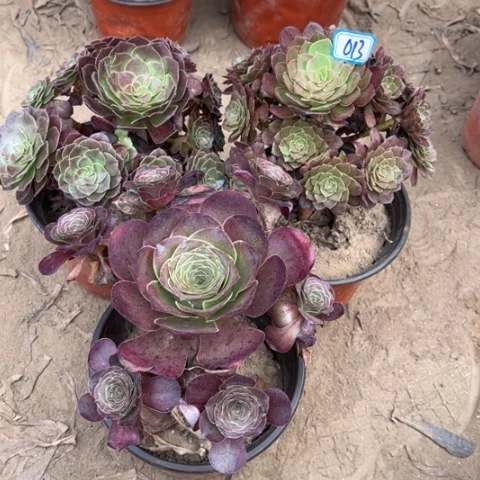 013多肉植物组合，