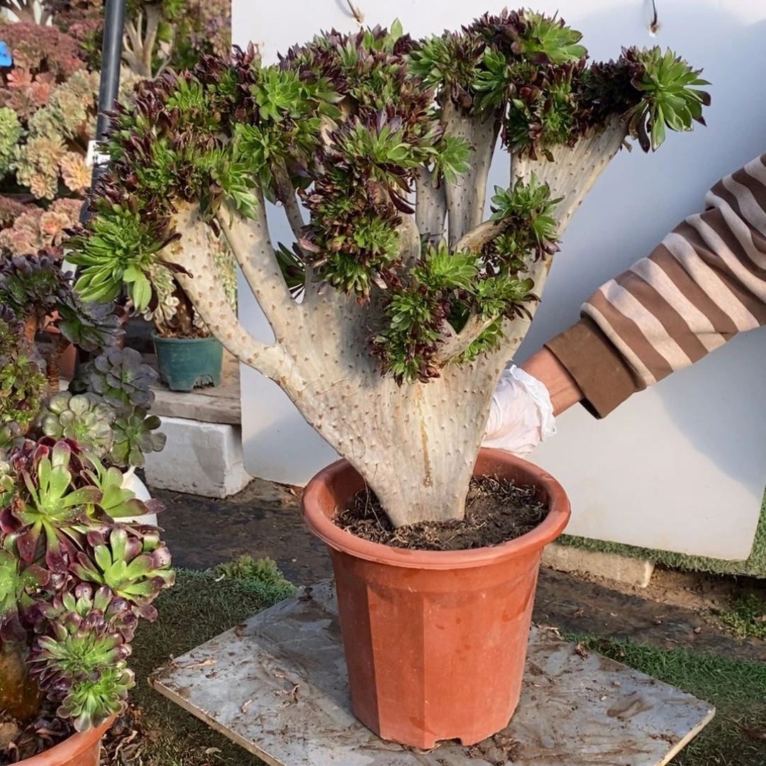 黑法师缀化1颗多肉1557号