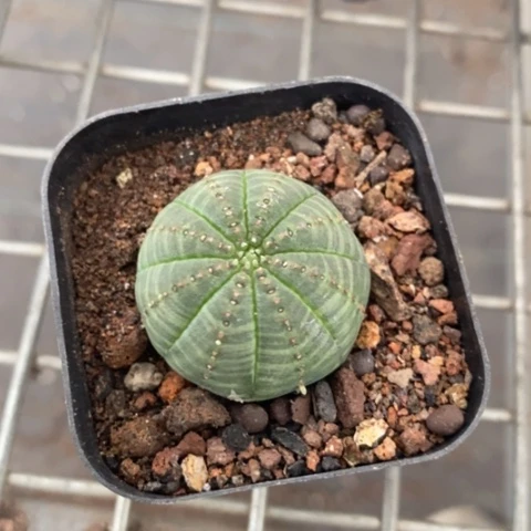 欧布单头3仙人球