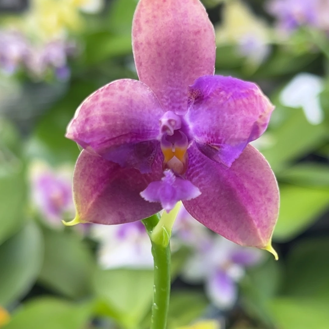 完全开放32号开花株