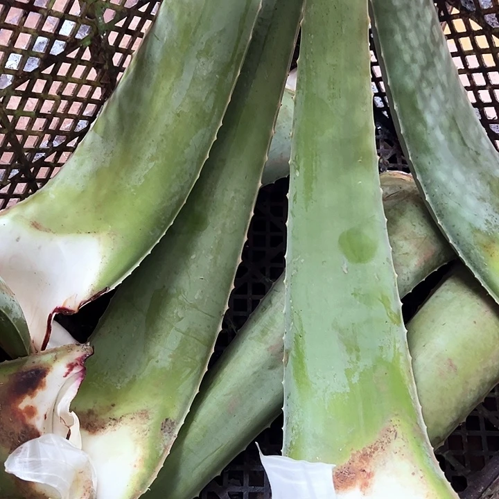无花朵3片食用叶片，每片700一800克