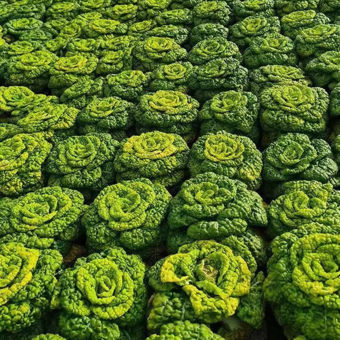 新鲜农家黄心菜现挖现发