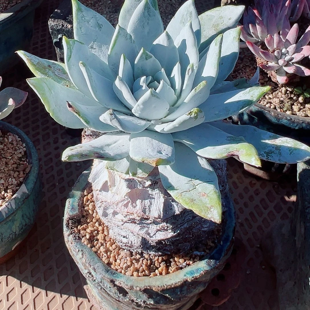 8814雪山仙女杯多肉