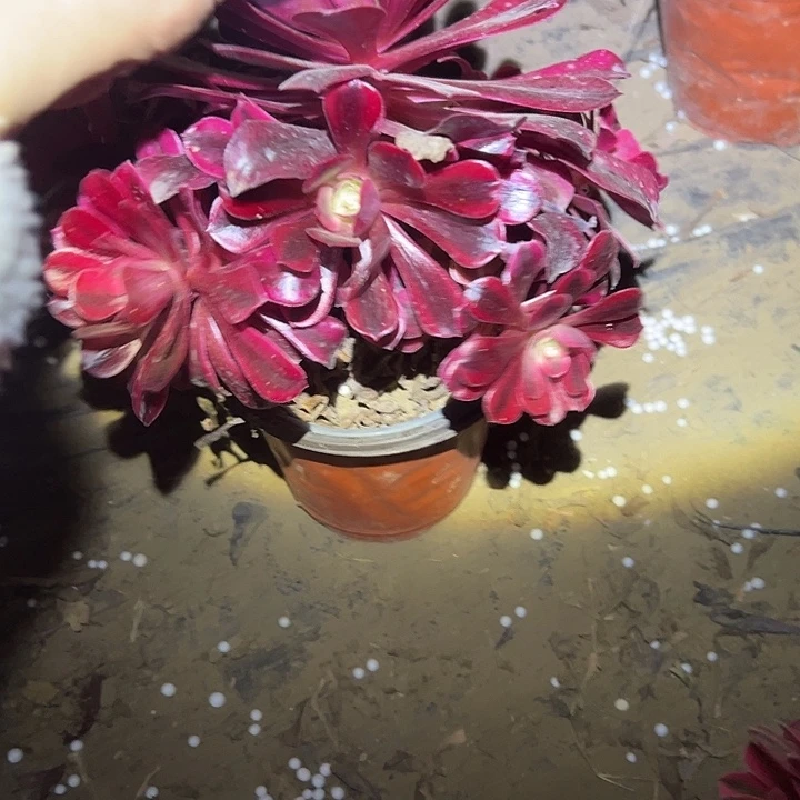 法师链接一物一拍77