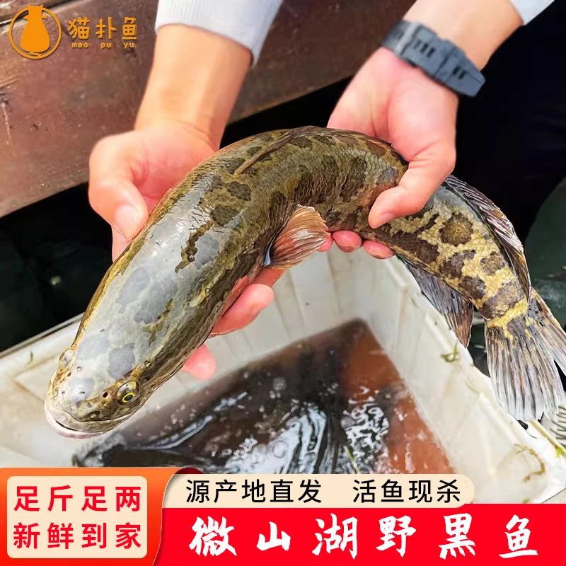 猫扑鱼微山湖新鲜野黑鱼活鱼现杀乌鱼财鱼火头炖汤术后滋补黑鱼片