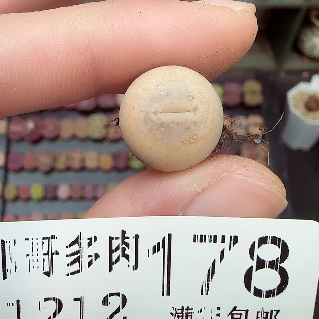 满满18包邮1212-178