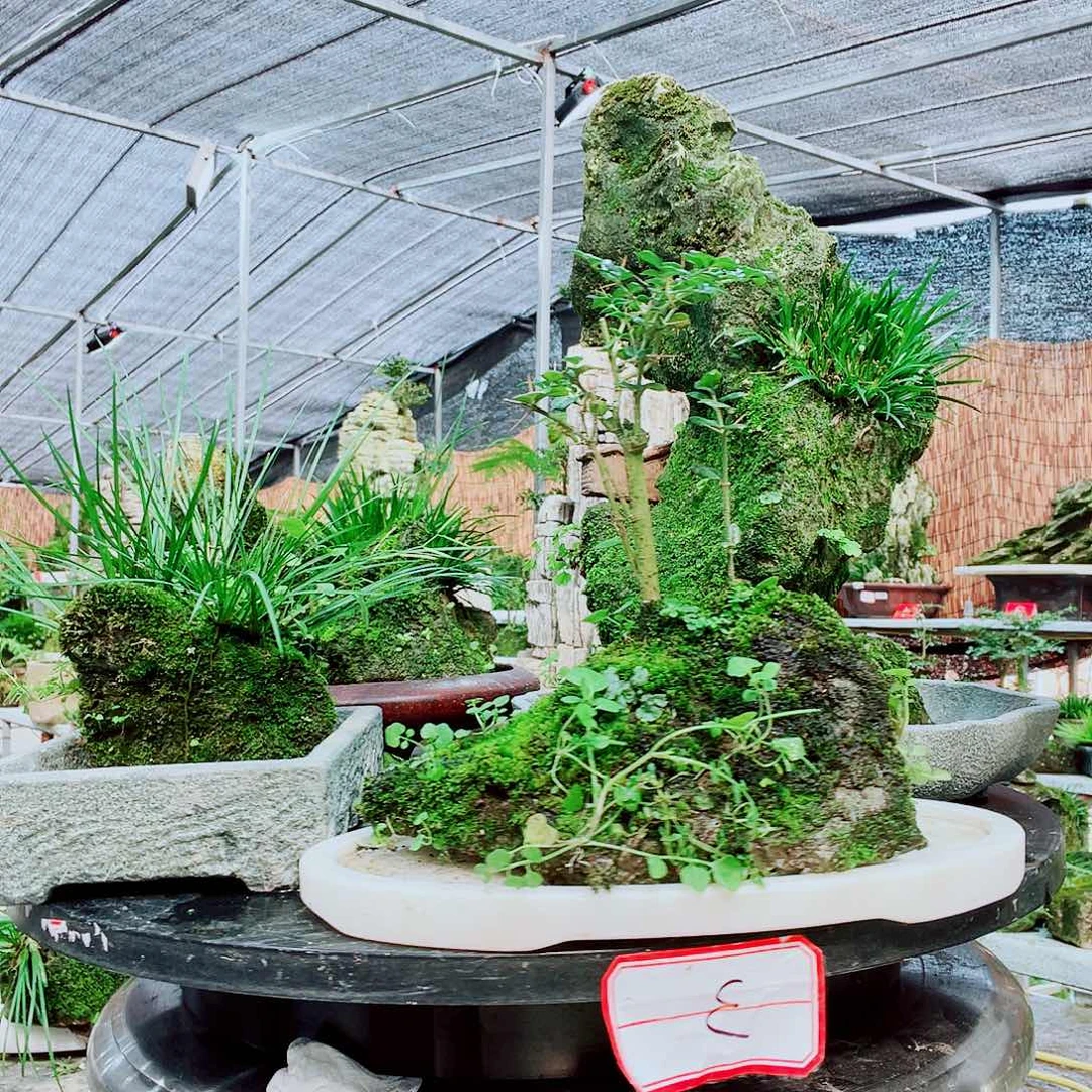 老***范当前无花栽培后可以开花