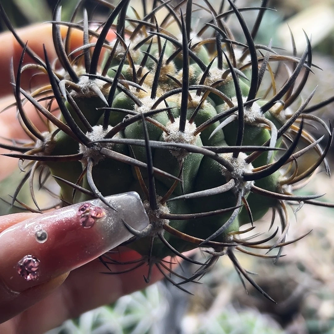 500津玉有根仙人球66666666