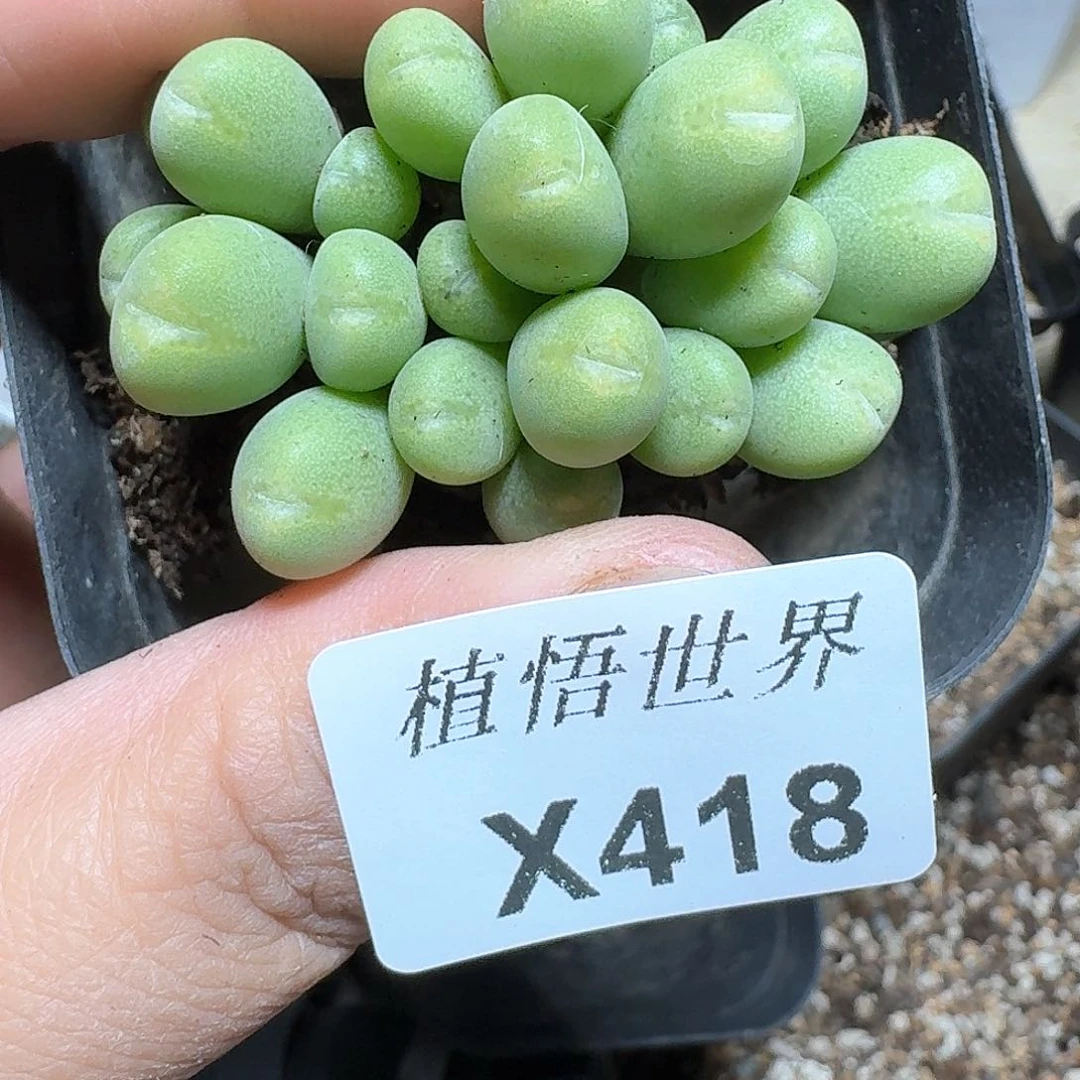 418盒多肉植物哇f g