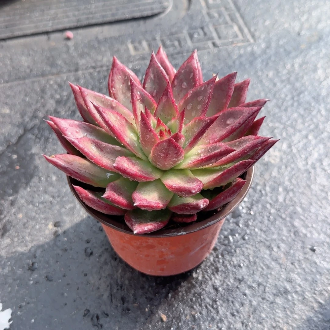 无花朵罗卡大单头