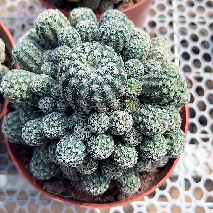 星***晶恭喜发财。