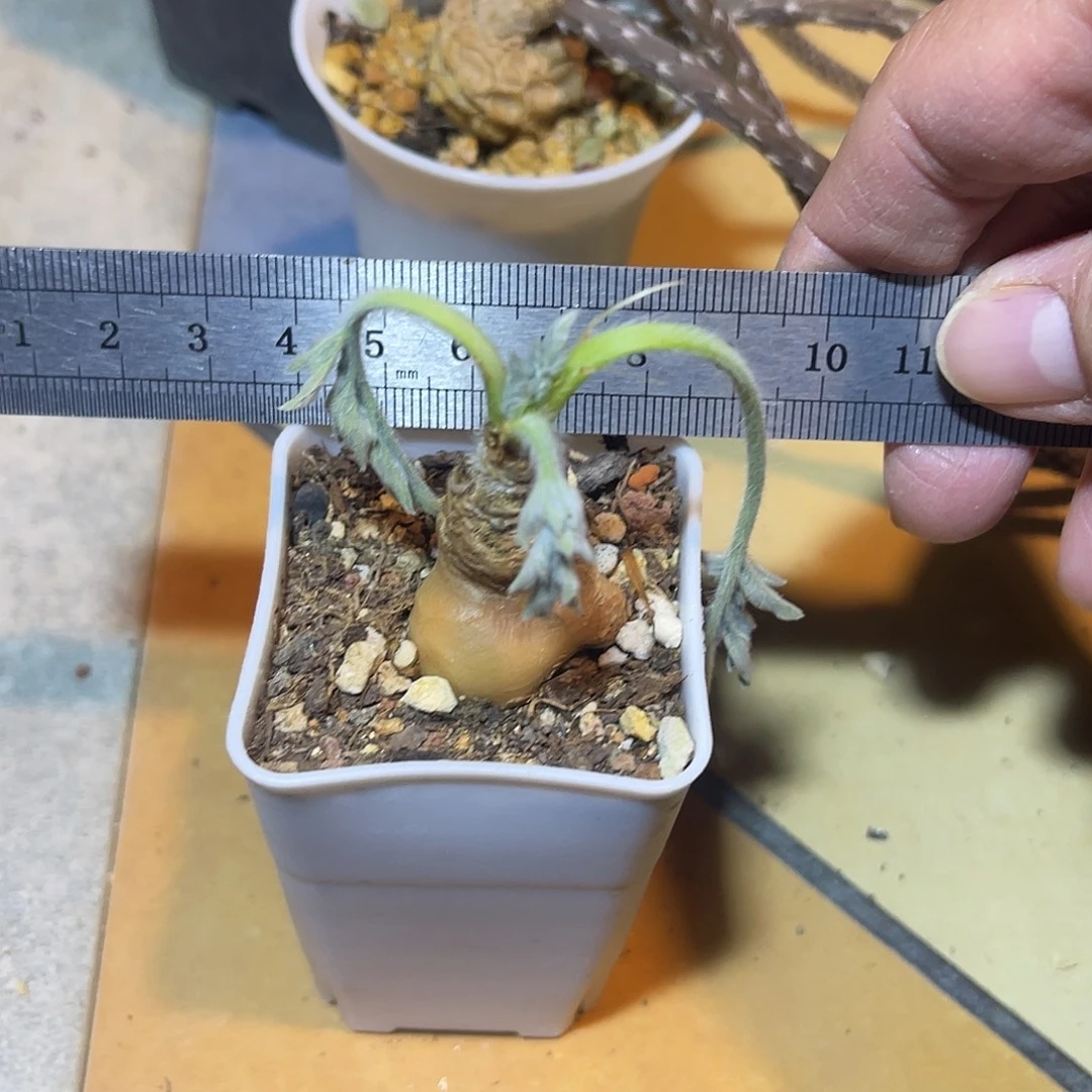 实生红花洋葵一物一拍