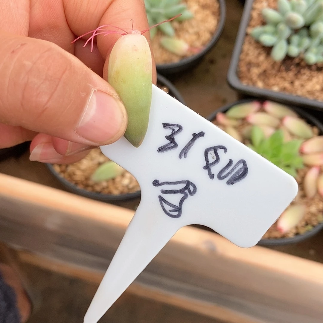 【闪购商品】用****1不知名单头叶片