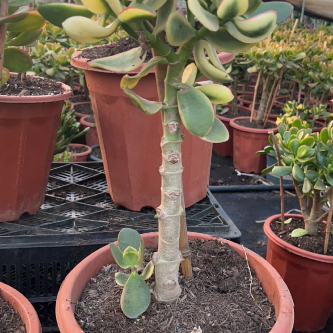 新花月锦多肉植物老桩多头群生室内盆栽净化空气好养绿植