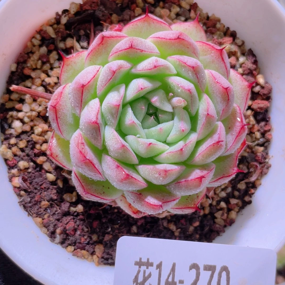 花利美14-270海王