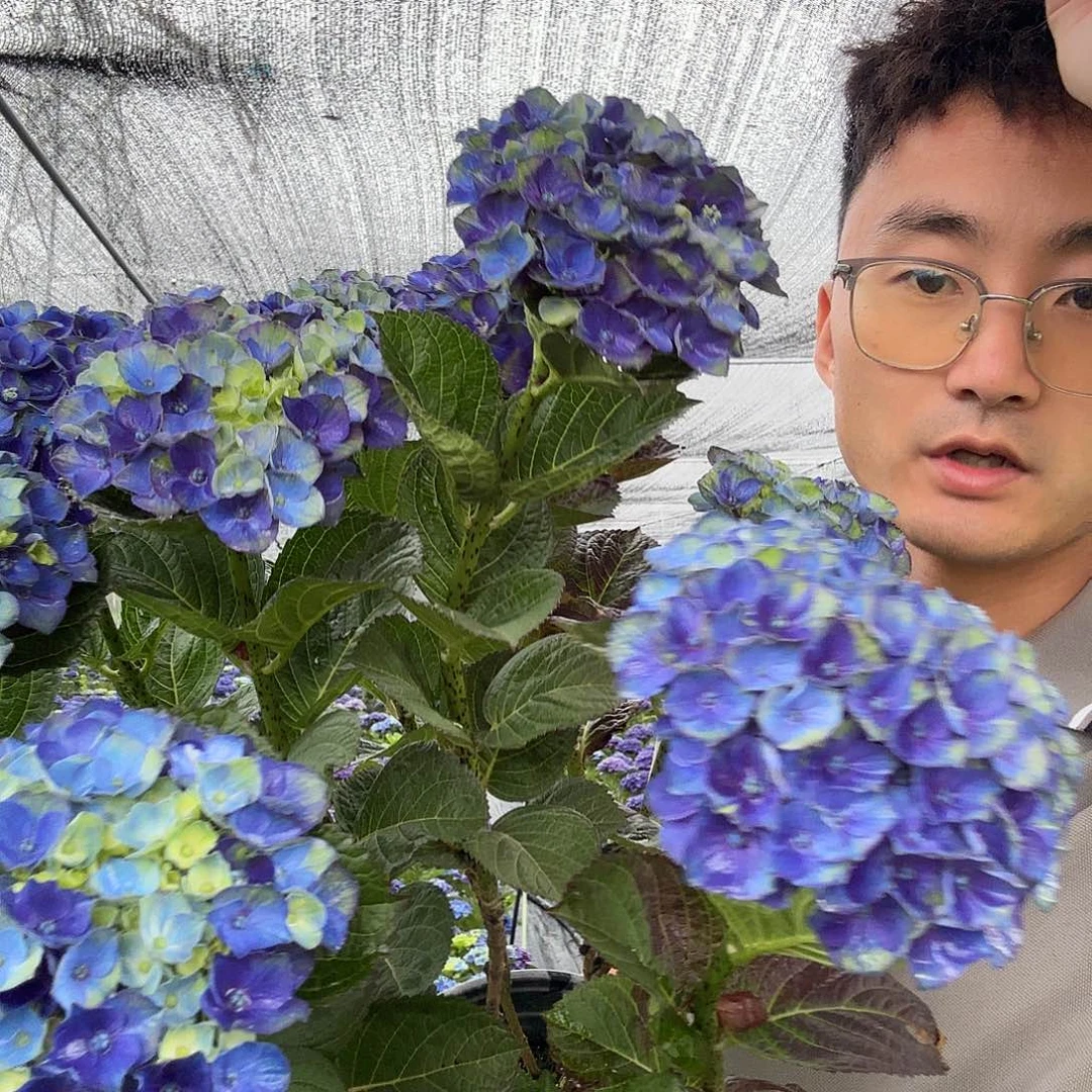 魔幻夏洛特B级苗发货量拍