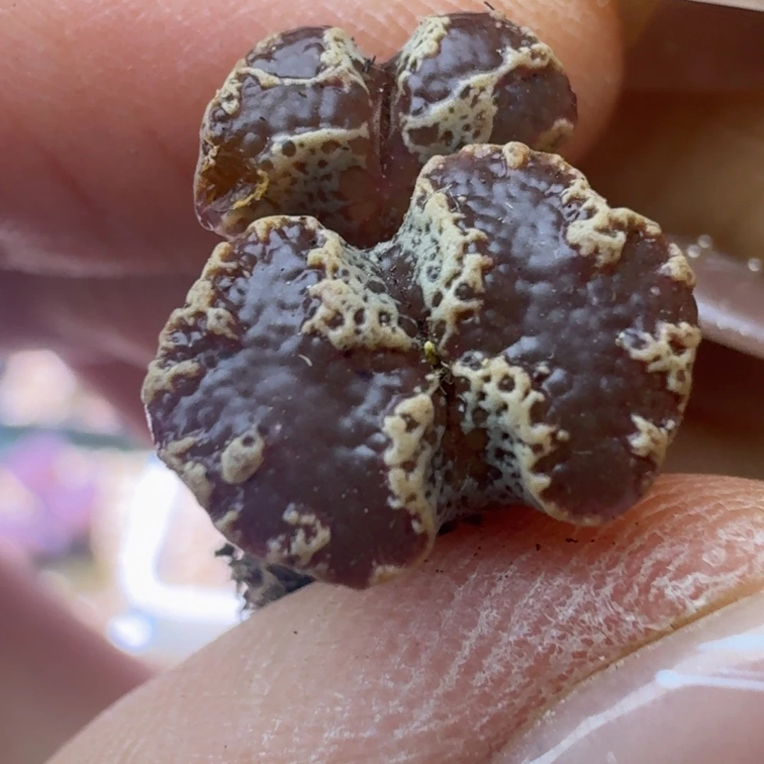 87号双头全窗超蝶一物一拍