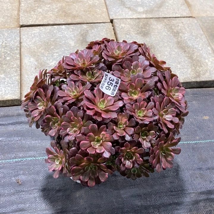 用****了多肉356。