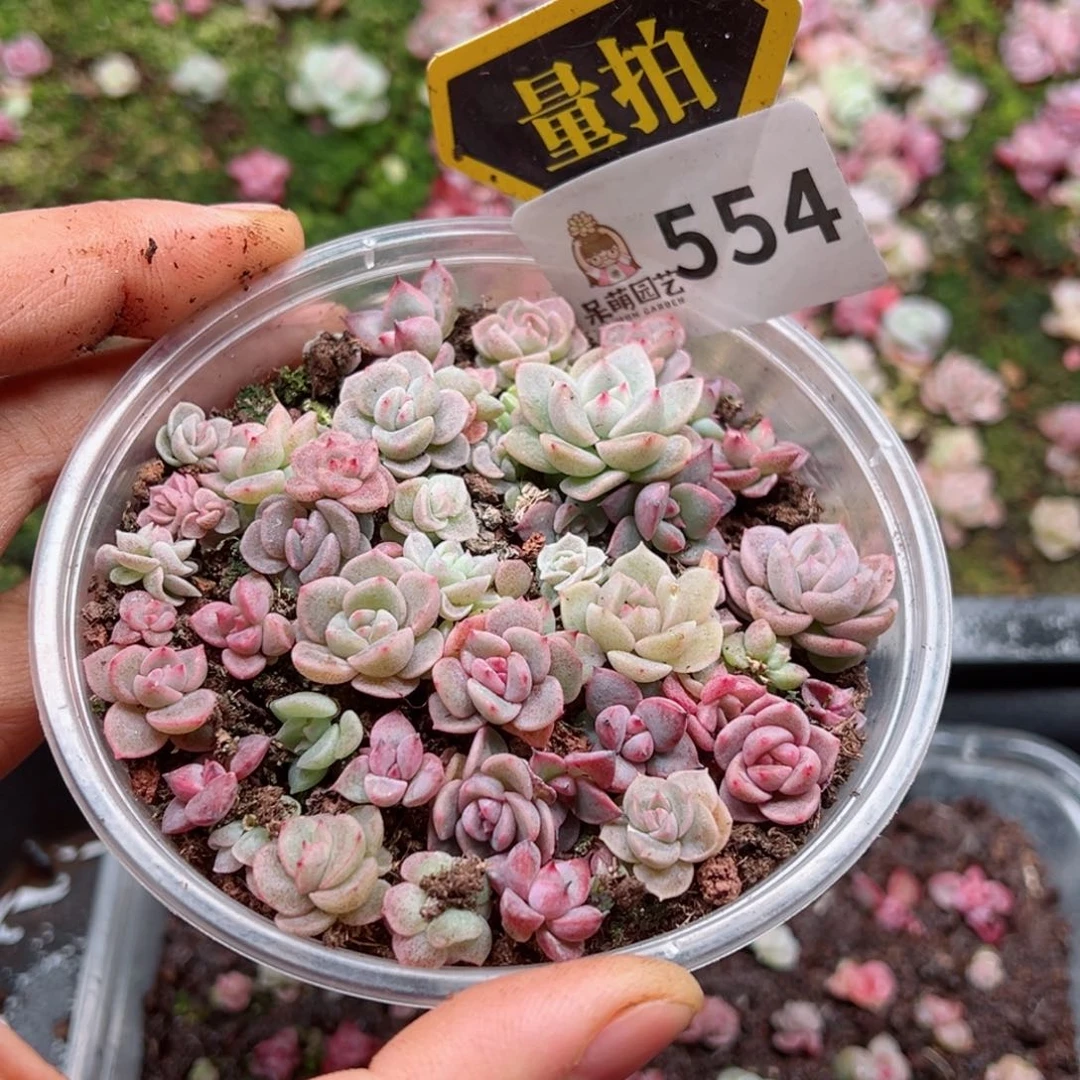 多肉植物多肉植物