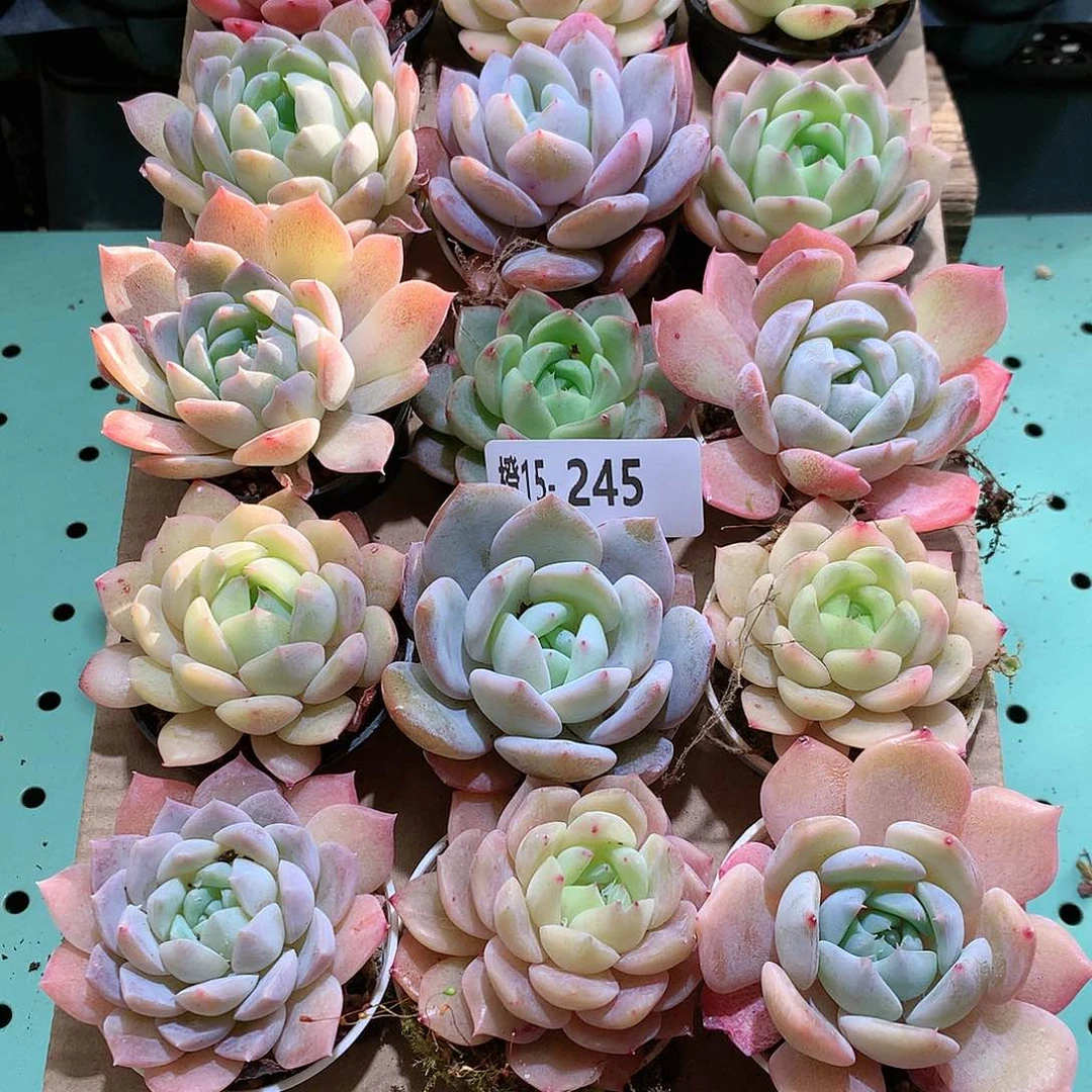 15-245一物一拍带盆18颗。