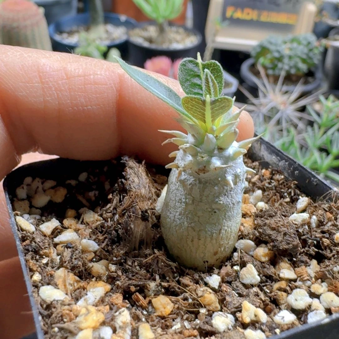 152惠比大黑杂交带盆发货