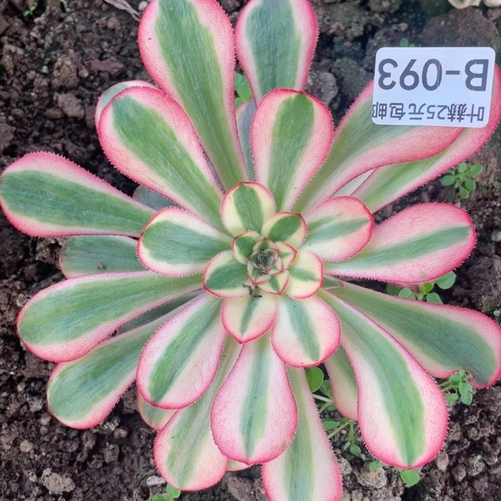 93初恋多肉12345678