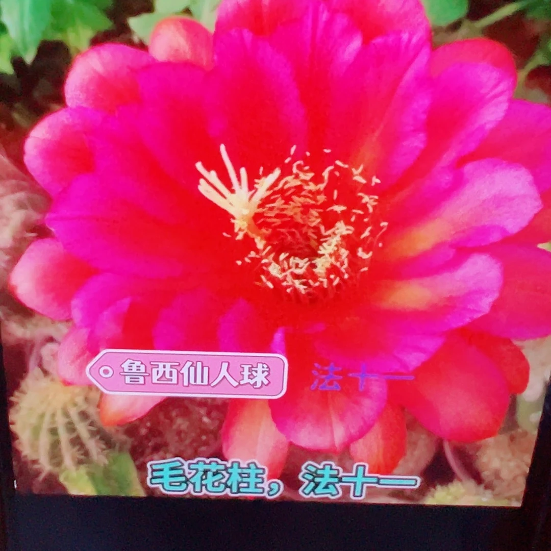 毛花柱 法十一侧芽 满20包邮