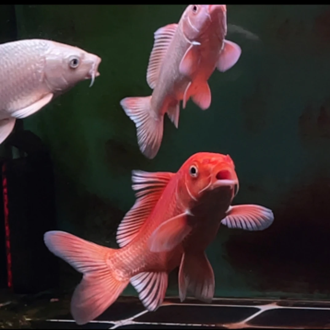 精选白普身红普身蝴蝶鲤大鱼锦鲤观赏鱼鱼鱼观赏鱼观赏水宠观赏鱼