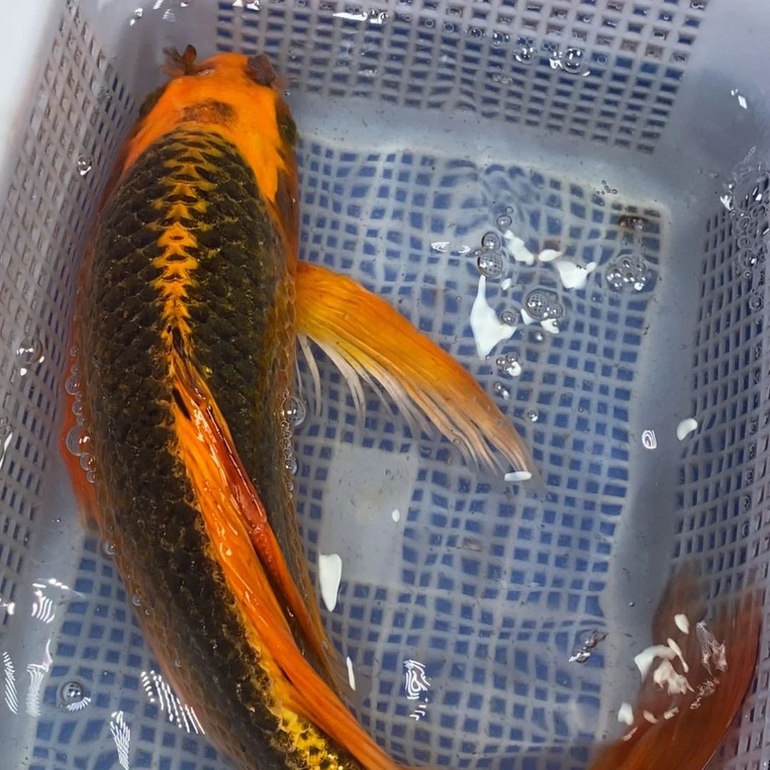 锦鲤冷水锦鲤包邮