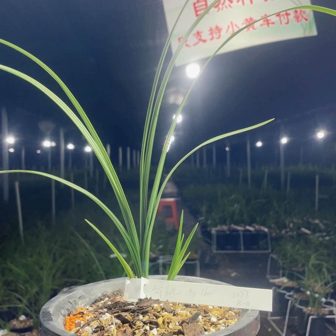 风***杨完全开放九华晨光寄养