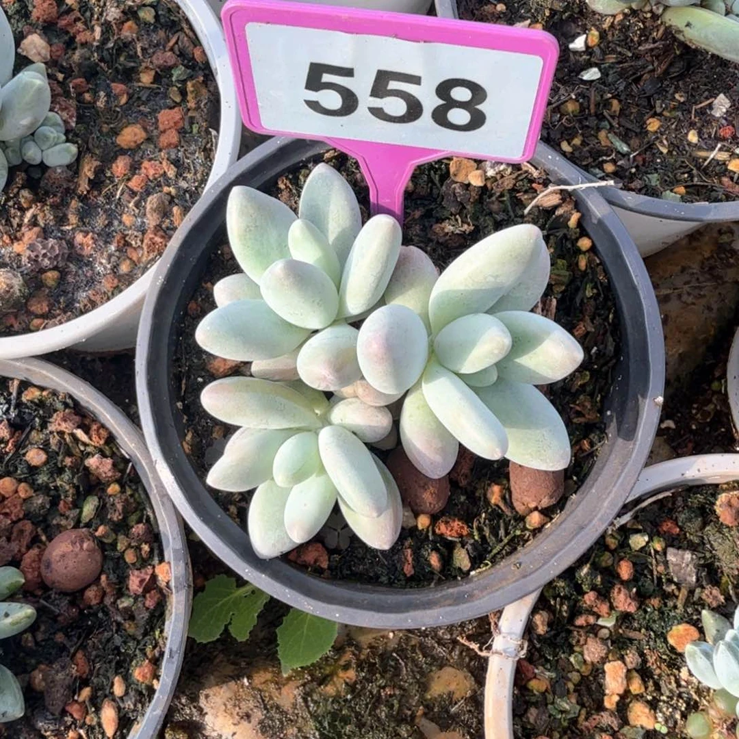 白兰地多肉植物558