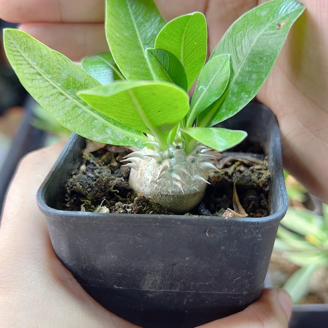 小惠比大黑2.5公分带盆