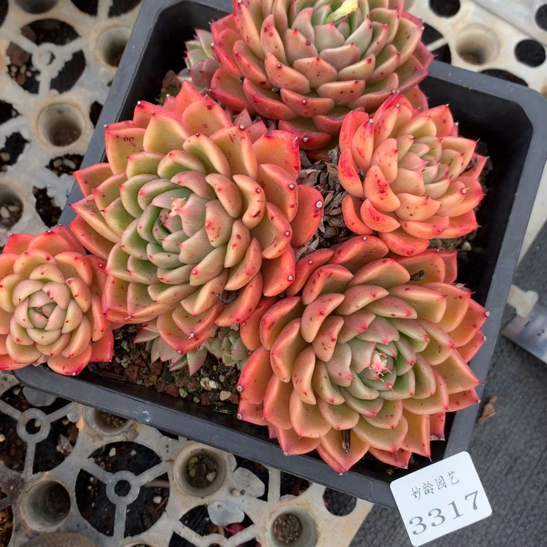 3317杂交精品基地16厘米