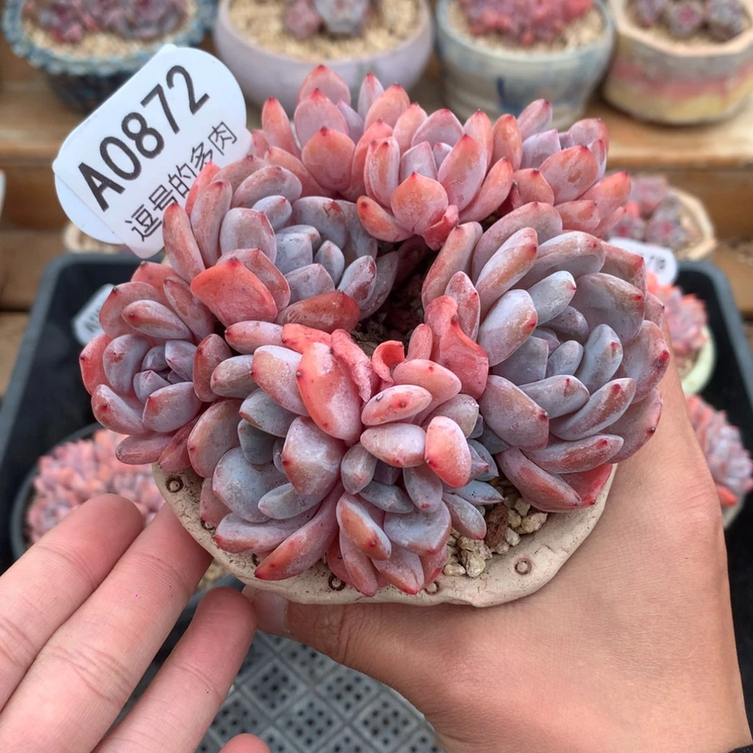 A0872 雪天使群生 有砍 12cm