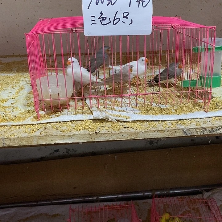 珍珠鸟云****)三色珍珠