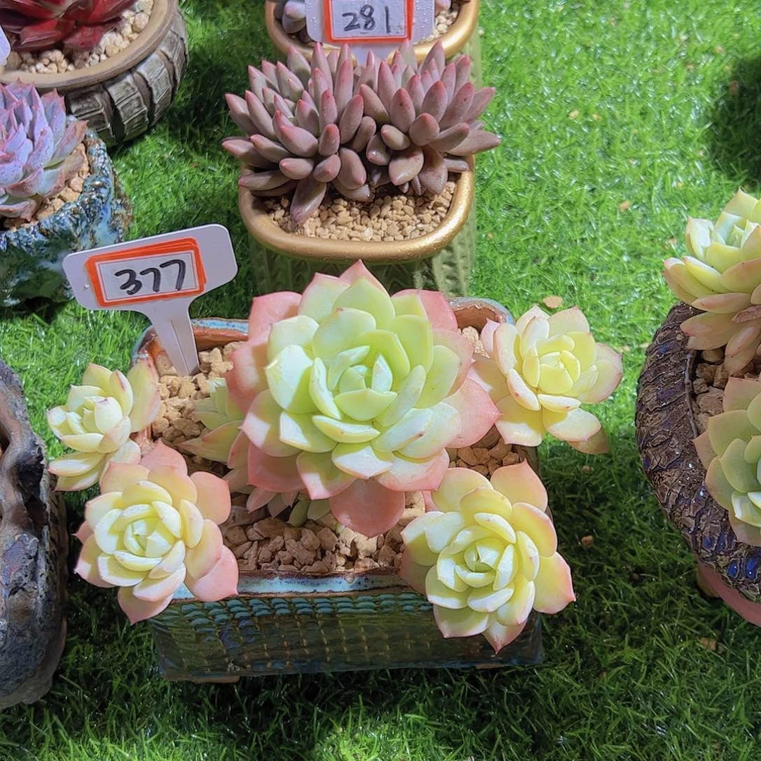 小*伊377老桩恋曲28元元元