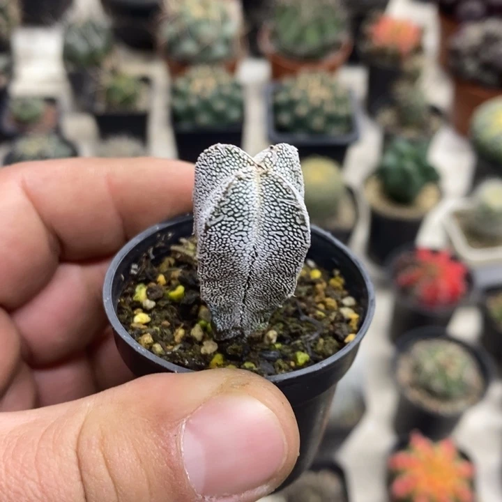 实生恩塚特价福利